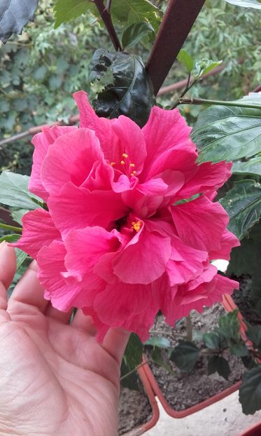  - trandafirii chinezesti-hibiscus rosa sinensis