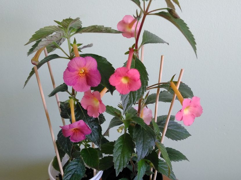 Ice Tea si Peachi Glow