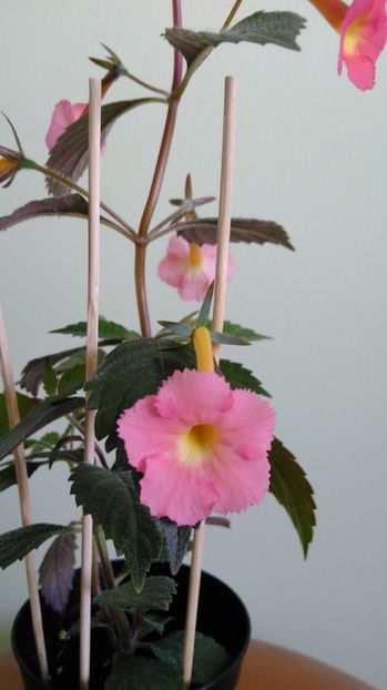 floare deschisa de cca 4-5 zile - Peach Glow