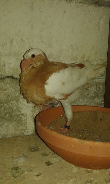  - Pui 2016