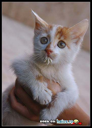 poze_haioase_funny_photos_02146750012516345954a9a6da3386df093866848