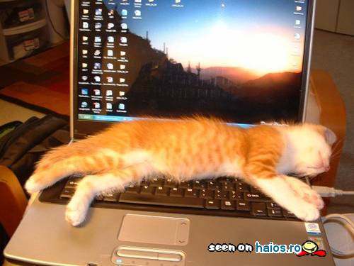 poze_haioase_funny_photos_032389600123810763649cc05f44f1e2950608074