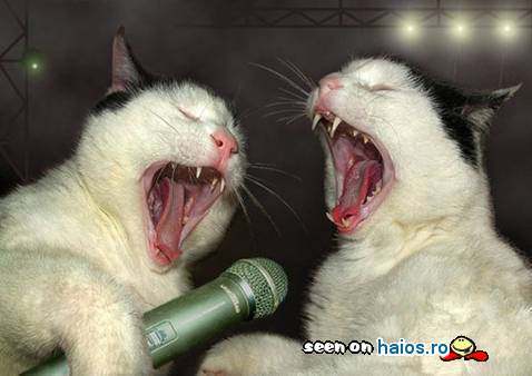 poze_haioase_funny_photos_046210800123688044749b94c3f70dc4355952921