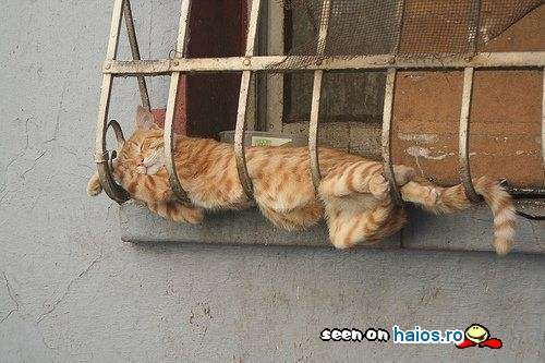 poze_haioase_funny_photos_0585373001231935353496dd7798eeb7944132802