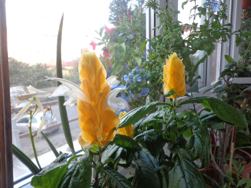 Pachystachys,extrem de lent...