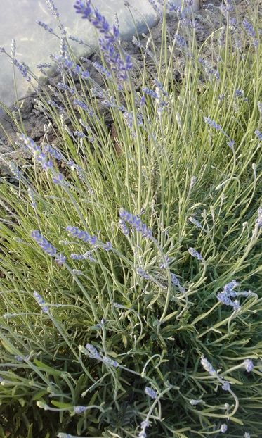  - SEMINTE LAVANDA - LAVANDULA ANGUSTIFOLIA