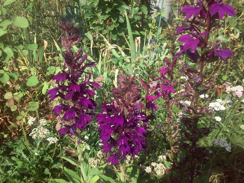 Lobelia x speciosa Hadspen Purple - Gradina 2016
