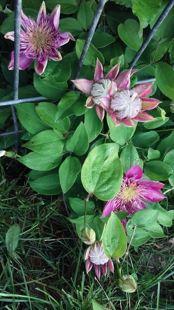 Kaiser - Clematite si alte plante urcatoare