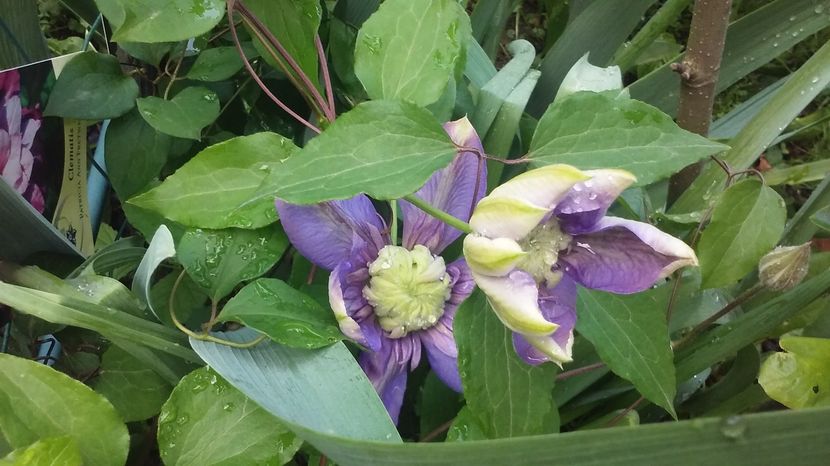 Blue Light - Clematite si alte plante urcatoare