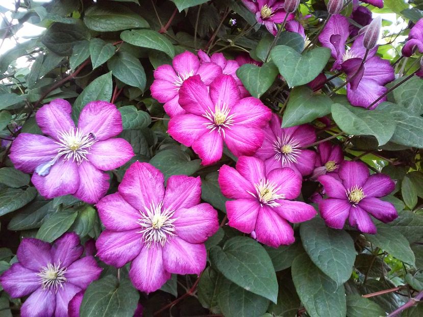 Ville de Lyon - Clematite si alte plante urcatoare