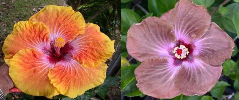 Hibiscus Georgias Pearl & Tahitian Brown Star Bright -vandut - Hibiscus tropical de vanzare