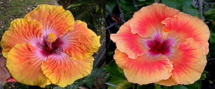 Hibiscus Georgia's Pearl & Tahitian Orange Rainbow - Hibiscus tropical de vanzare