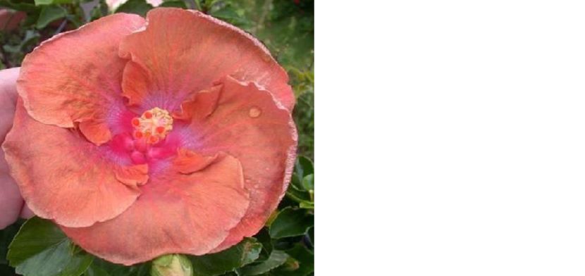 Hibiscus Grand Slam & unknown - Hibiscus tropical de vanzare