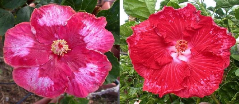 Hibiscus Lotta Loraine & Tahitian Red Frost - Hibiscus tropical de vanzare