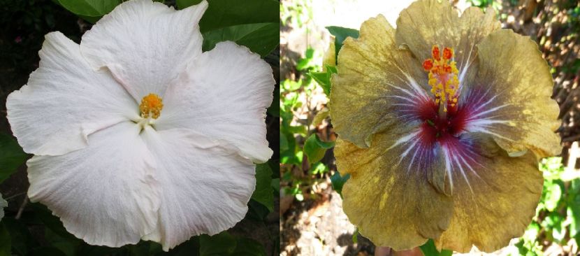 Hibiscus Moorea Tikehau & Moorea Passionate Glance - Hibiscus tropical de vanzare