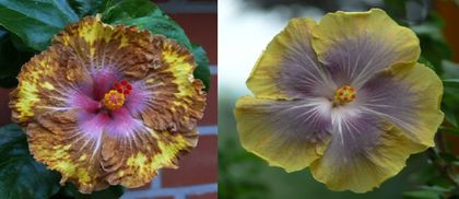 Hibiscus Stolen Teasure & Morea Hot Charley-VANDUT - Hibiscus tropical de vanzare