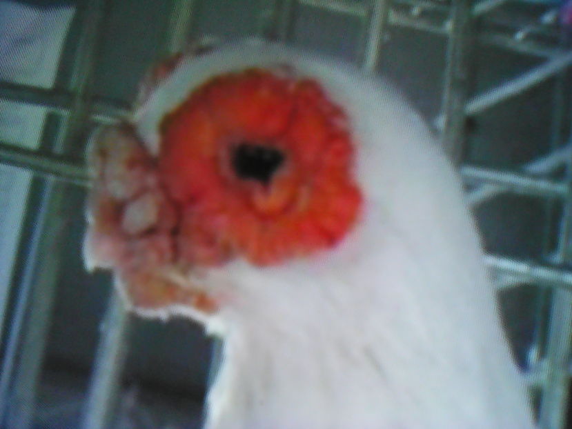  - B E R B E R I  ---    BARBS  PIGEONS