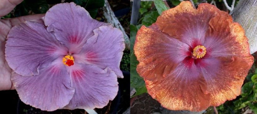 Hibiscus Tahitian Lavander Eyelashes & Tahitian Sophistication-VANDUT - Hibiscus tropical de vanzare