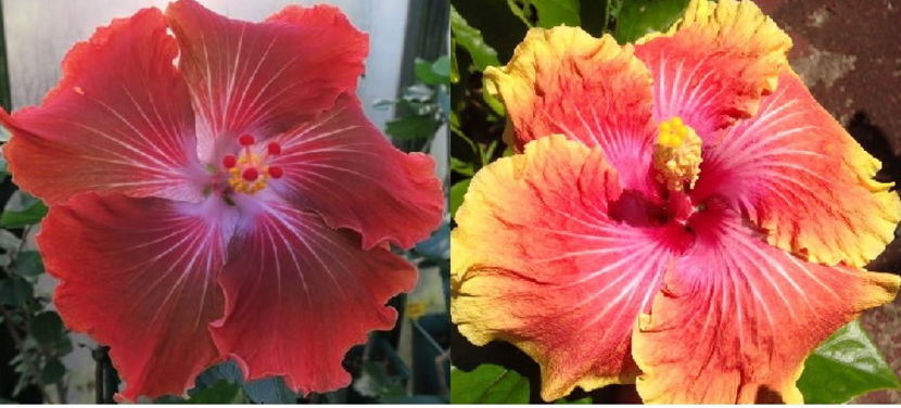 The Resurrection & Georgia s Pearl - Hibiscus tropical de vanzare