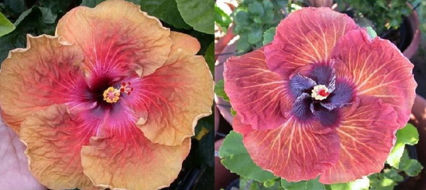 Tahitian Brown Sunset & Tahitian Bronze Odyssey - Hibiscus tropical de vanzare