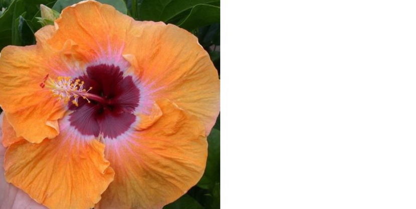 Tahitian Solar Radiance & Necunoscut. jpg - Hibiscus tropical de vanzare