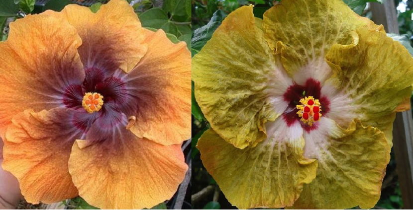Tahitian Brown Sensation & Tahitian Bronze Odissey - Hibiscus tropical de vanzare
