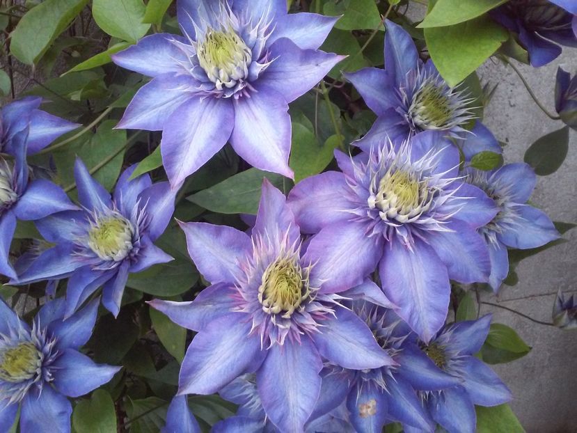 Multiblue - Clematite si alte plante urcatoare