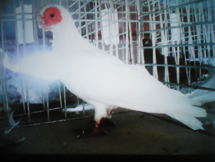 foto .primită de la un prieten din Serbia - B E R B E R I  ---    BARBS  PIGEONS