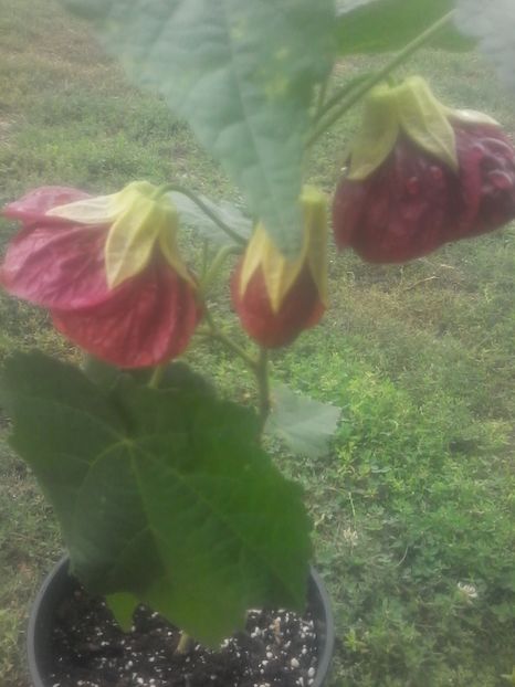 grena - abutilon