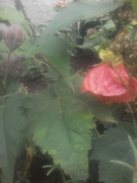 roșu - abutilon