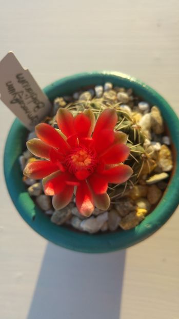 20160810_190448_HDR - Cactusi si Suculente