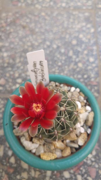 20160810_190410_HDR - Cactusi si Suculente