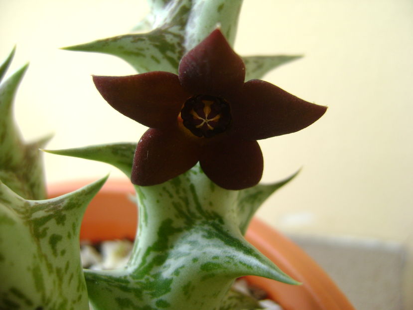 Orbea decaisneana hb. - Stapeliade 2016