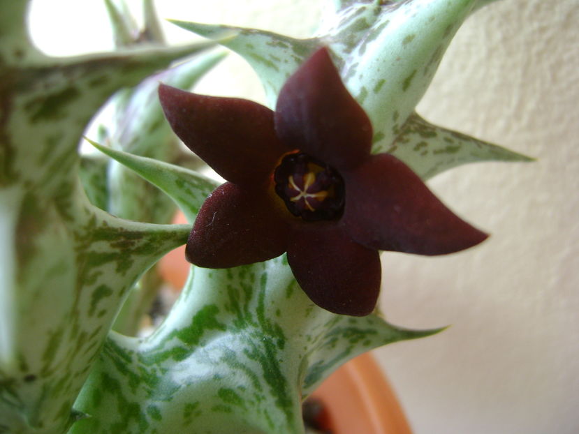 Orbea decaisneana hb.