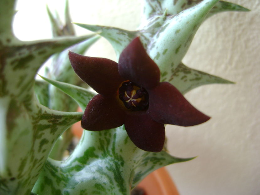 Orbea decaisneana hb.