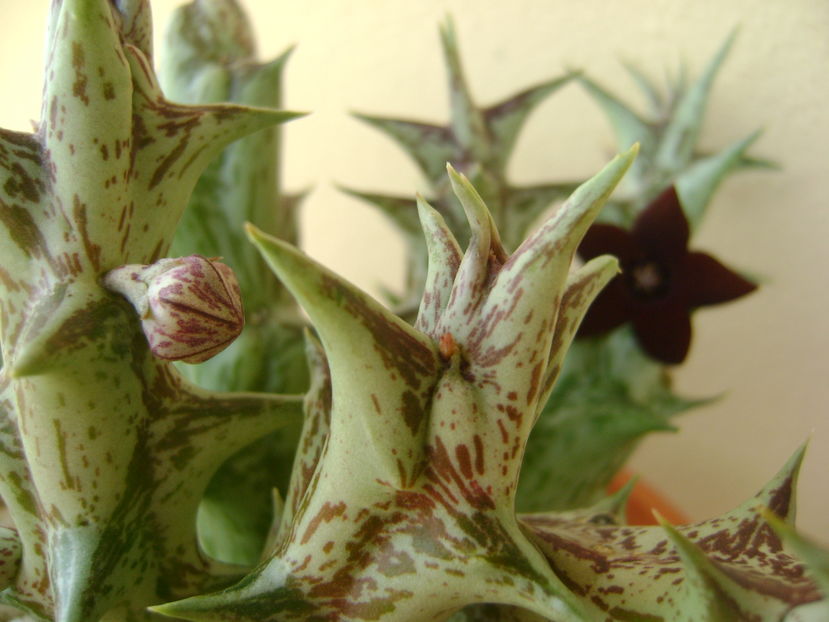 Orbea decaisneana hb.