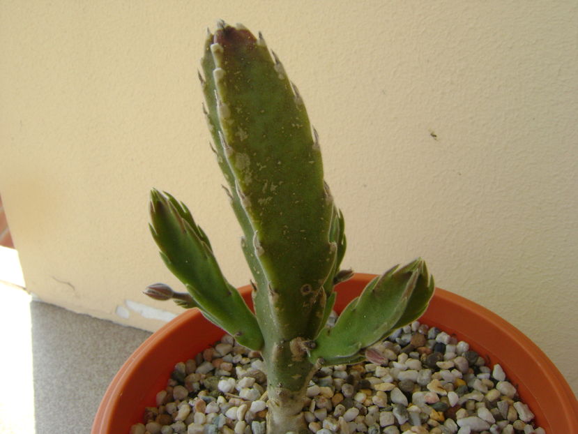 Stapelia gettliffei, boboci