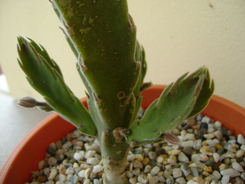 Stapelia gettliffei, boboci - Stapeliade 2016