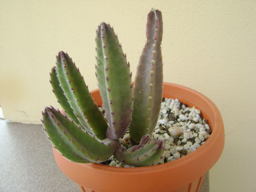 Stapelia grandiflora