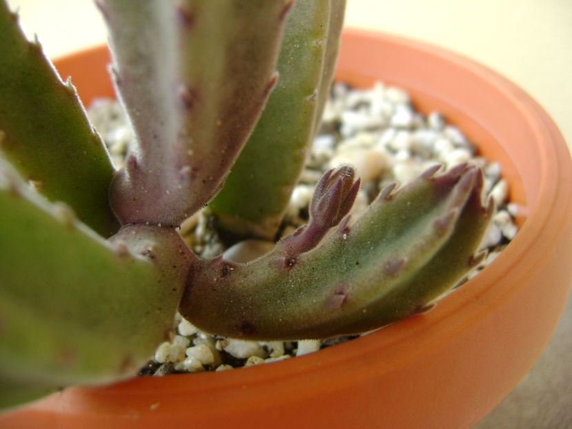 Stapelia grandiflora, boboc - Stapeliade 2016