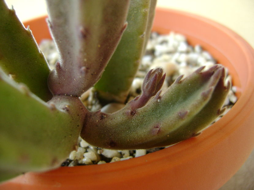 Stapelia grandiflora, boboc