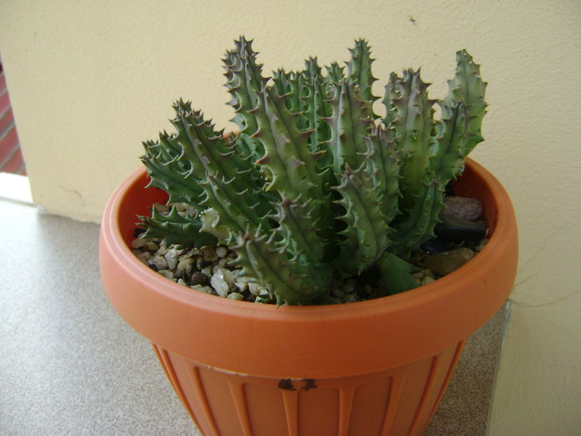 Huernia histrix sp.nova, boboc