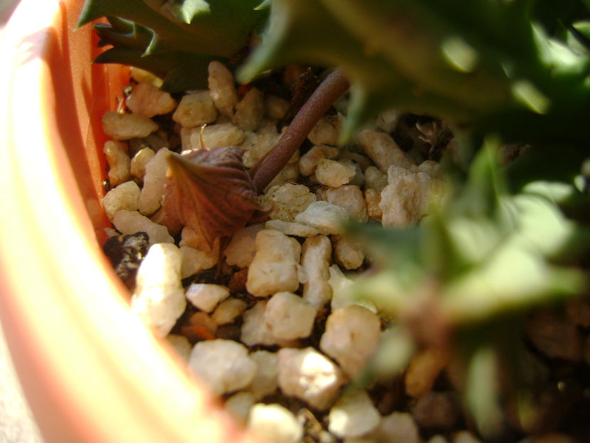 Huernia histrix sp.nova