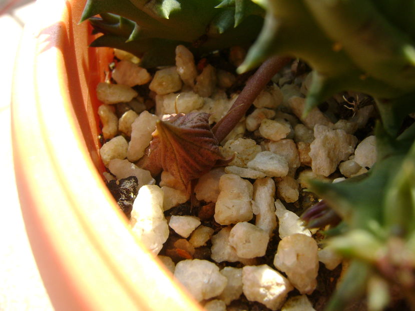 Huernia histrix sp.nova