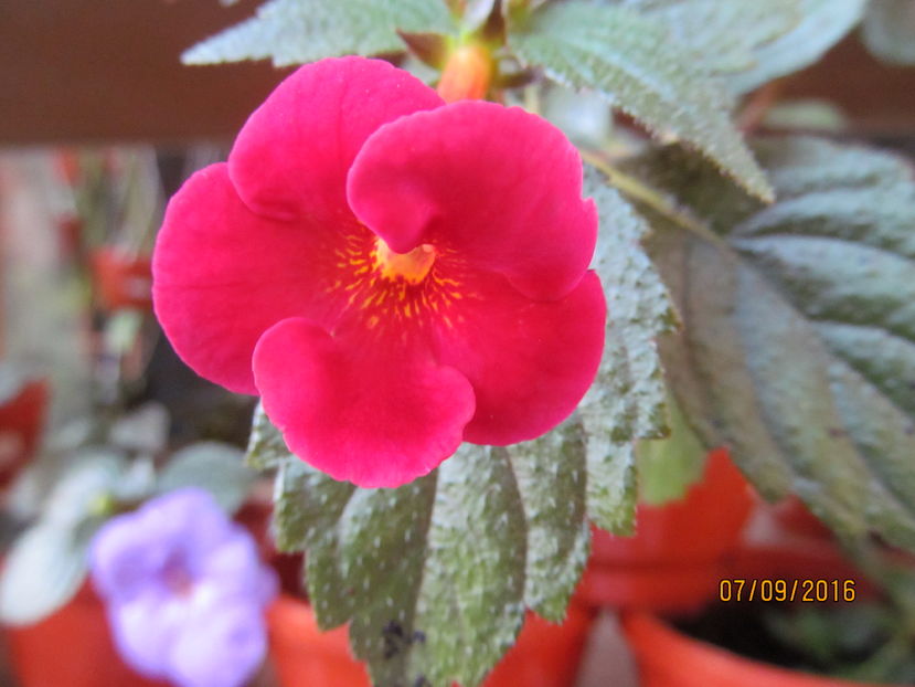 Red diamond - ACHIMENES 2016