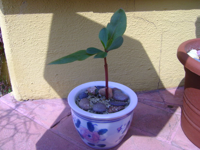 Talinum paniculatum; planta care face gimnastica
