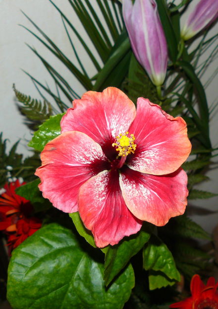 Tahiti Red x Tahitian Queen