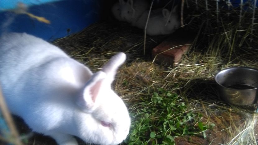 FEMELA NEO ALB =6LUNI;