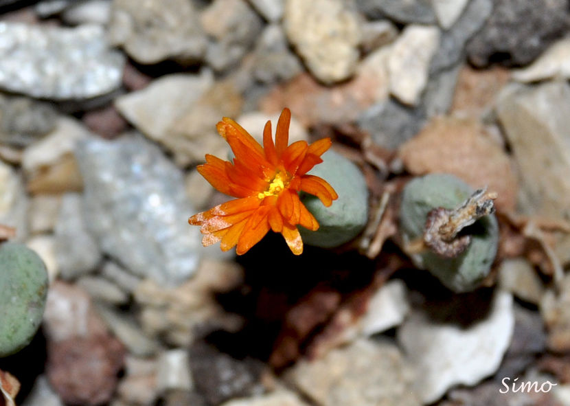 Conophytum albescens