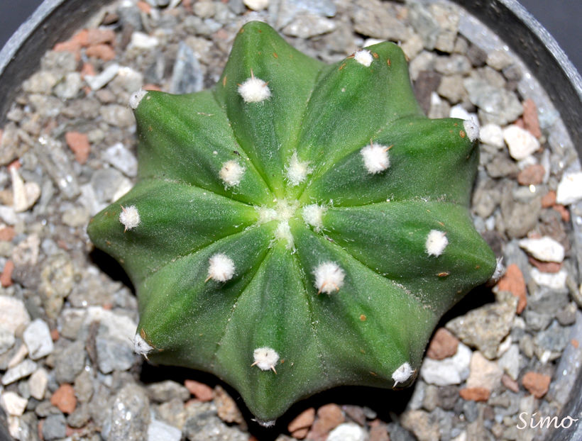 Echinopsis denudatum